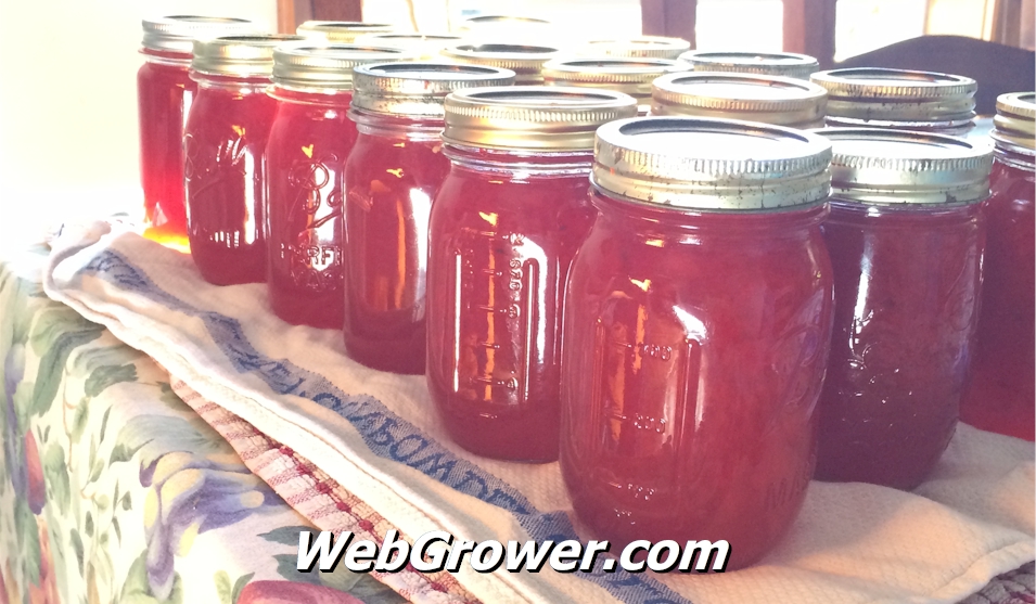 A batch of Red Pepper Jelly cooling off.